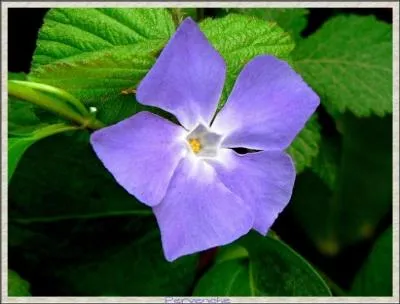 Mon nom a t donn  une couleur, qui suis-je ?