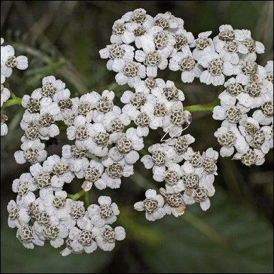 L'achille-millefeuille a souvent des capitules de fleurs blanchtres, quelle couleur est aussi observe ?