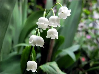 Quel parfum  base de muguet a t cr en 1956 par Edmond Roudnitska ?