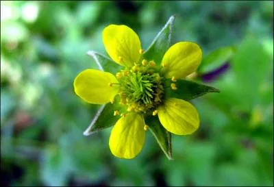 Pourquoi la benote commune est-elle aussi appele herbe du bon soldat ?