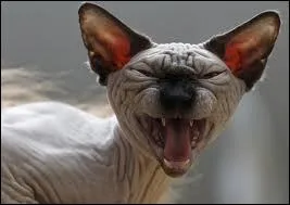 Chez l'humain, quels sont les deux muscles qui amnent les coins de la bouche vers les oreilles, et qui agissent principalement dans l'action du rire ?