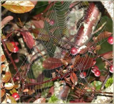 A New-York, un tapis a t tiss avec la soie d'un million d'araignes !