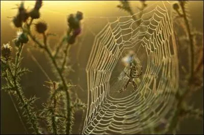 Par rapport  l'acier, la toile d'araigne est ...