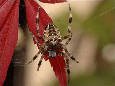Et par voie de consquence, cette toile est ...