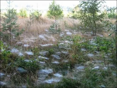 D'aprs vous, combien pserait une toile d'araigne qui ferait le tour de la terre ?