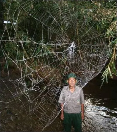 Une toile d'un poids de 2 kgs 500 pourrait supporter le poids ...