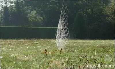 Dans la toile d'araigne, on retrouve un lment contenu dans le corps humain !
