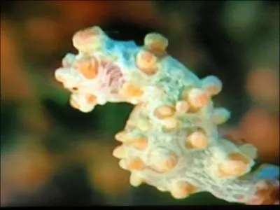 Ne soyez pas trop  cheval sur la qualit de la photo, c'est voulu. Identifiez cet animal !