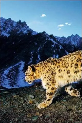 On ne le trouve que dans les montagnes et sa survie est menace, qui est-il ?