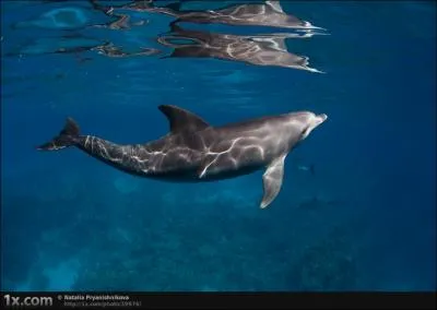 Si vous avez du mal  diffrencier un dauphin d'un poisson, ce qui dans l'eau n'est pas toujours vident, un dtail de son anatomie doit vous aider !