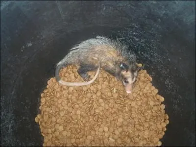 En Guyane, cet animal est trs courant, on l'appelle pian et c'est un marsupial, de quel animal s'agit-il ?