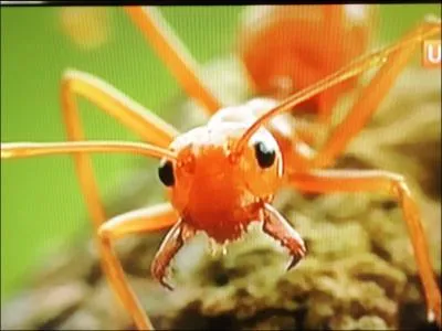 A l'origine, ces insectes seraient issus de certaines races de gupes, reconnaissez-vous celui de la photo ?