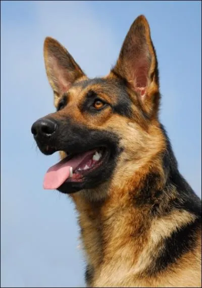 Quand la race a-t-elle t cre ?