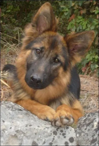 Que devient-il par la suite ?