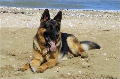 Quelles qualits son matre doit-il possder ?