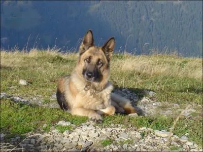 Sinon, comment le chien devient-il ?