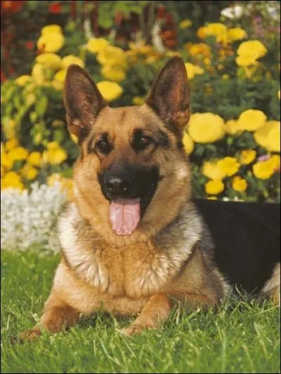 Quelles sont ses qualits ?