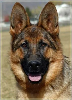 De quelle couleur est sa robe ?