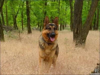 Jusqu' quel poids peuvent aller les jeunes mles ?