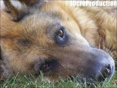 Quant aux jeunes femelles, quel est leur poids ?