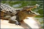 Comment appelle-t-on le cri du crocodile ?