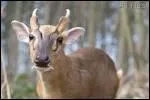 Qu'est-ce qu'un muntjac ?