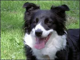 Et celui-là, fait partie de quelle race ?