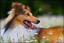 Et celui-ci, de quelle race est-il ?