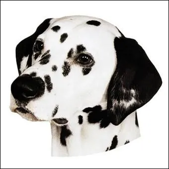 Les taches sont places aux mmes endroits chez tous les chiens.