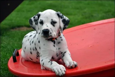 Que devient-il par la suite ?