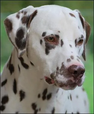 Comment sont les petits dalmatiens  la naissance ?