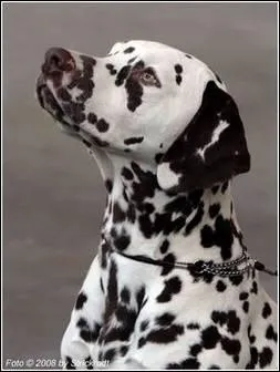 Quelle taille atteignent les jeunes mles ?