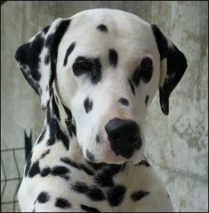 Et pour leur poids ?