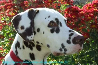 Et pour les femelles ?