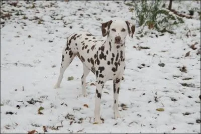 Comment est sa robe ?