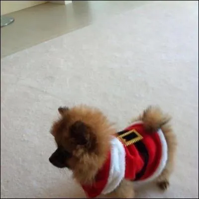 Le petit chien tout mimi de Zerrie, c'est... , par pour Nol !