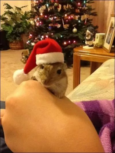 Ce petit rongeur vit dans des rgions glaces, comme le pre Nol, il parat qu'il se suicide en masse, ce qui est compltement faux !