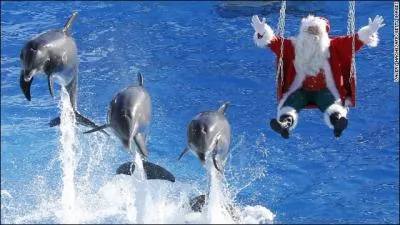 Le pre Nol n'est plus tout jeune, ces dauphins devraient le comprendre, que pourrait-il leur dire ?