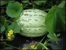 De quelle rgion nous vient le melon de Saint-Memmie, de forme oblongue, pesant entre 2 et 5 kg et produit en petites quantits ?