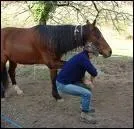 Vous devez veiller  bien carter le membre que vous curer de l'axe du corps de votre monture ?