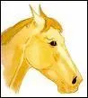Un cheval comme a est...?