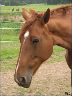 De quelle couleur est cette jument?