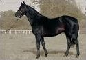 Quiz Galop 1