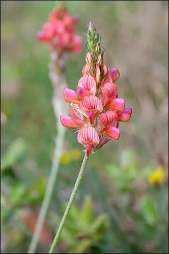 Reconnaissez-vous cette fleur ?