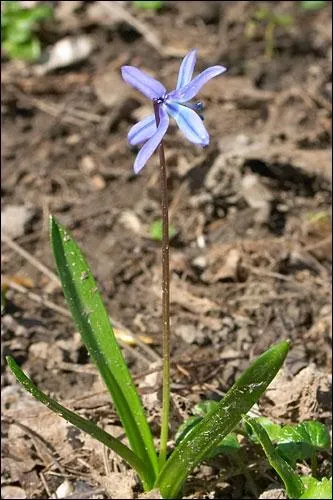 Quelle est cette fleur ?
