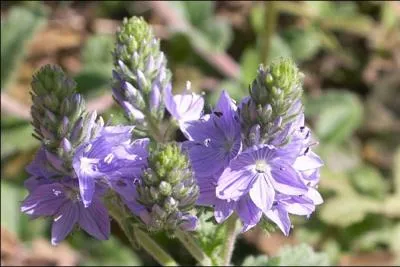 Comment se nomme cette fleur ?