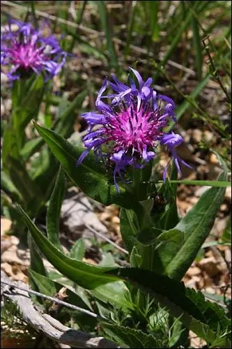 Quel est le nom de cette fleur ?
