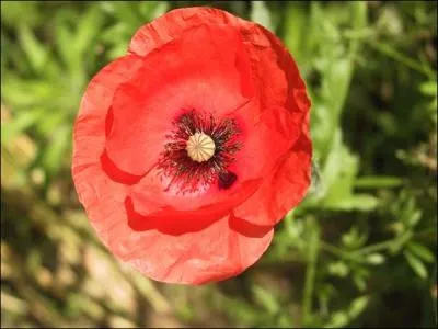 Comment se nomme cette fleur ?