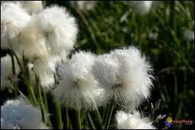 Que sont ces fleurs ?