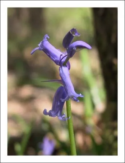 Quelle est cette fleur ?